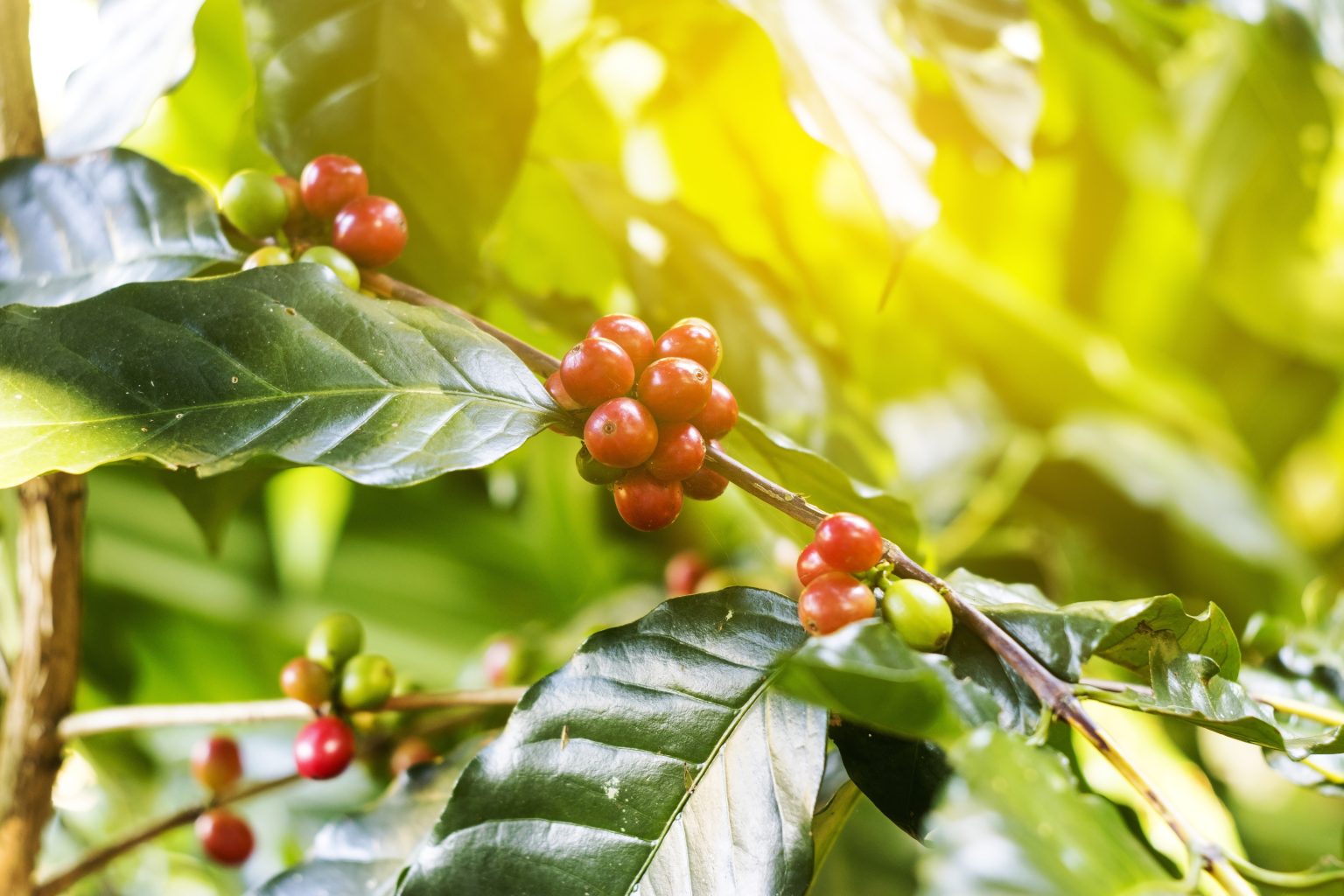 the-mokka-blog-naber-hallo-naberkaffee